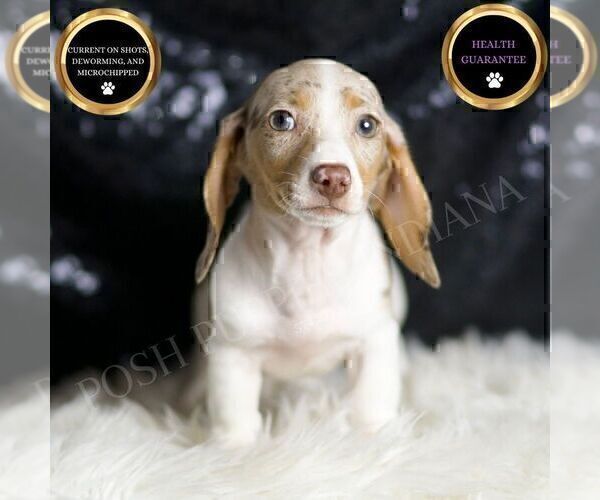 Medium Photo #2 Dachshund Puppy For Sale in WARSAW, IN, USA