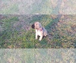 Small #43 Mastiff