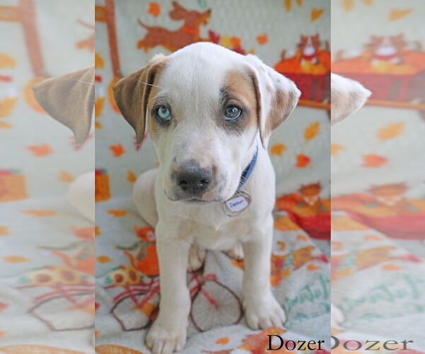 Medium Photo #4 American Pit Bull Terrier-Unknown Mix Puppy For Sale in Wakefield, RI, USA