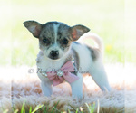 Small Photo #106 Chihuahua Puppy For Sale in WARSAW, IN, USA