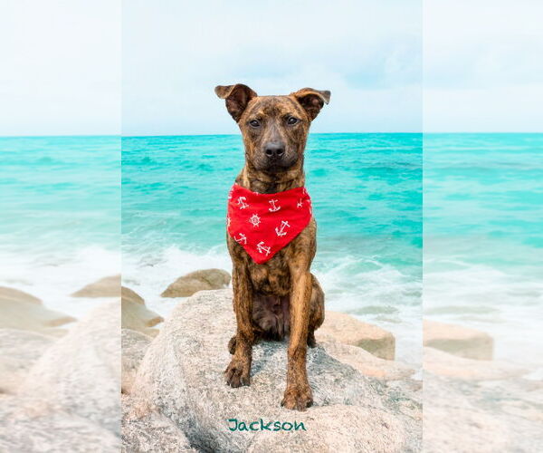 Medium Photo #4 Plott Hound-Unknown Mix Puppy For Sale in Hot Springs Village, AR, USA