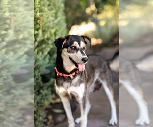 Medium Photo #7 Mutt Puppy For Sale in San Diego, CA, USA