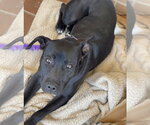 Small Photo #5 Labrador Retriever-Unknown Mix Puppy For Sale in Mount Laurel, NJ, USA