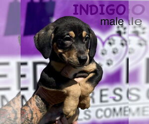 Mutt Dogs for adoption in Mooresville, NC, USA