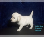 Small Photo #6 Golden Retriever Puppy For Sale in ROMULUS, MI, USA