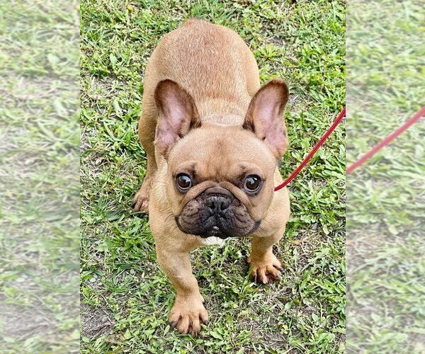 Medium Photo #1 French Bulldog Puppy For Sale in Kiskoros, Bacs-Kiskun, Hungary