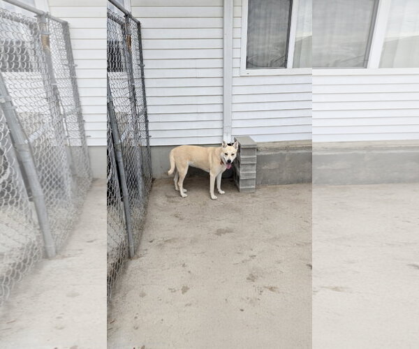 Medium Photo #1 Labrador Retriever-Unknown Mix Puppy For Sale in Maquoketa, IA, USA