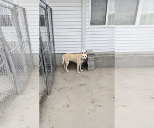 Labrador Retriever-Unknown Mix Dogs for adoption in Maquoketa, IA, USA