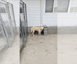 Small Labrador Retriever Mix