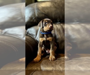 Medium Doberman Pinscher