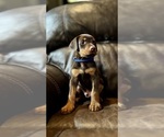 Puppy Puppy 2 Bluey Doberman Pinscher