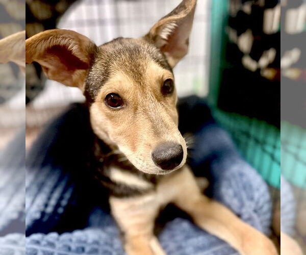 Medium Photo #2 Mutt Puppy For Sale in San Juan Capistrano, CA, USA