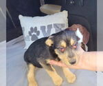 Small #6 Mutt