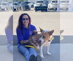 Small #2 Bull Terrier Mix