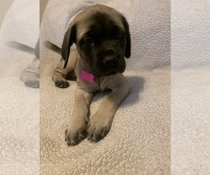 Mastiff Puppy for Sale in VILLA RICA, Georgia USA