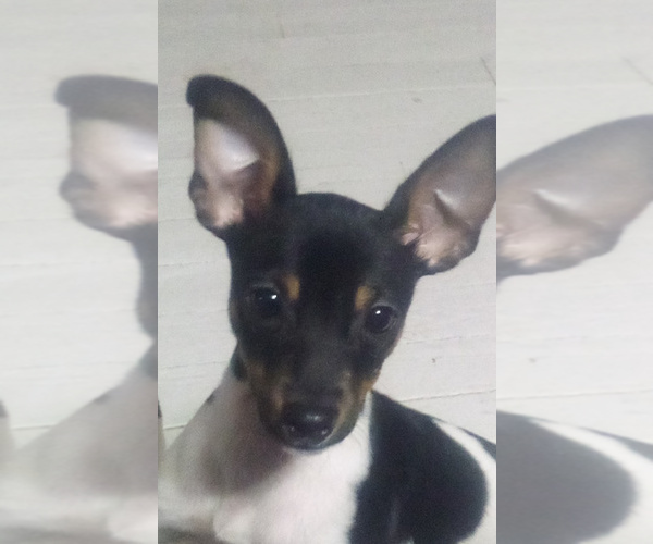Medium Photo #3 Rat-Cha Puppy For Sale in TEMPERANCE, MI, USA