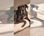 Small #2 Great Dane