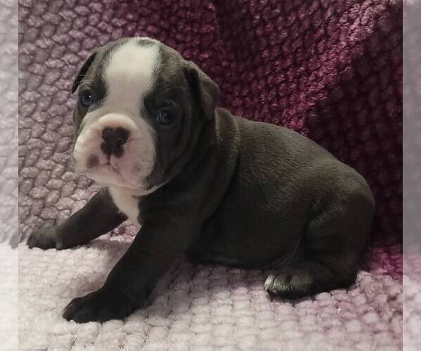 Medium Photo #2 Olde English Bulldogge Puppy For Sale in ATHOL, ID, USA
