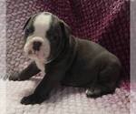 Small #1 Olde English Bulldogge