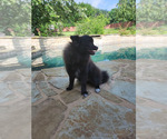 Small #3 Pomeranian