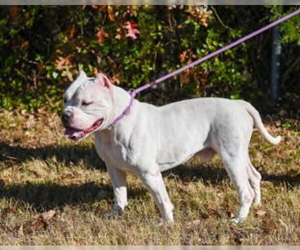 Medium Photo #3 American Pit Bull Terrier Puppy For Sale in Glen Allen, VA, USA