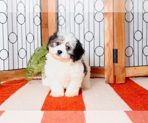 Zuchon Puppy for sale in NAPLES, FL, USA