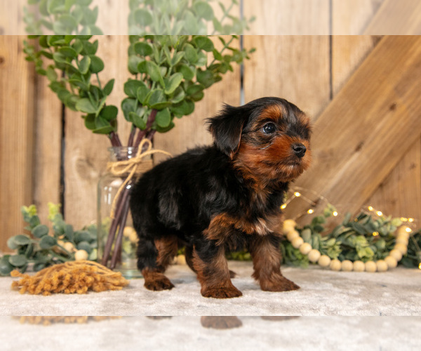 Medium Photo #4 Yorkshire Terrier Puppy For Sale in GREENWICH, OH, USA