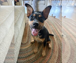Zeppelin (Rock Star Litter) - Female German Shepherd Dog-Unknown Mix Dog for Adoption - Photo #8