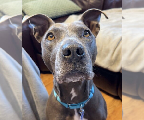 Medium Photo #16 Mutt Puppy For Sale in Oak Bluffs, MA, USA