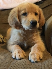 Golden Retriever Puppy for sale in DEMOPOLIS, AL, USA
