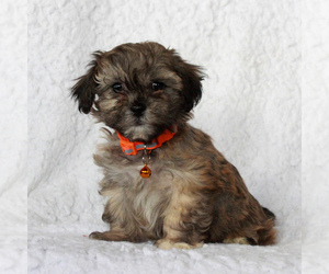 Yo-Chon Puppy for sale in MORGANTOWN, PA, USA