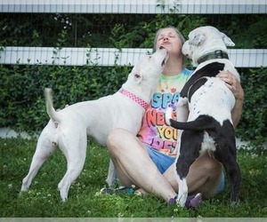Dek - Male American Pit Bull Terrier-Unknown Mix Dog for Adoption - Photo #9