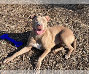 Mutt Dogs for adoption in Orange, CA, USA