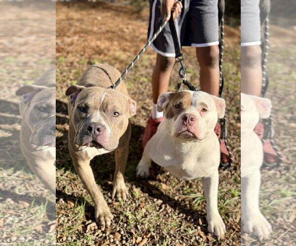 Medium Photo #14 Bull Terrier-Unknown Mix Puppy For Sale in Holly Springs, NC, USA