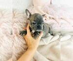 Small French Bulldog