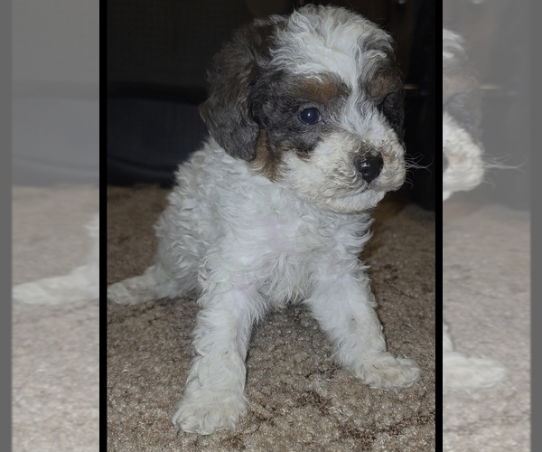 Medium Photo #6 Poodle (Toy) Puppy For Sale in DYERSBURG, TN, USA