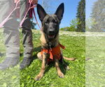 Small #25 German Shepherd Dog