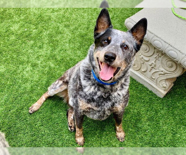 Medium Photo #2 Mutt Puppy For Sale in Moreno Valley, CA, USA