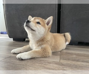 Shiba Inu Puppy for sale in CO SPGS, CO, USA