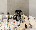 Small Photo #3 Staffordshire Bull Terrier-Unknown Mix Puppy For Sale in Seal Beach, CA, USA