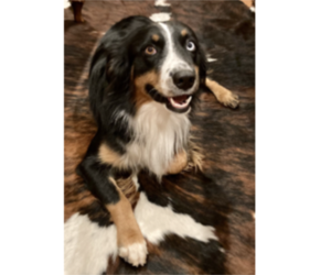 Father of the Australian Shepherd-Belgian Malinois Mix puppies born on 10/29/2025