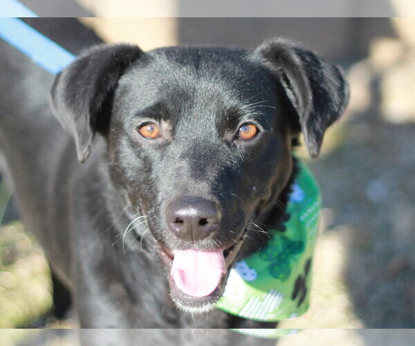 Medium Photo #8 Aussiedor Puppy For Sale in Cookeville, TN, USA
