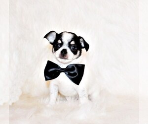 Medium Chihuahua