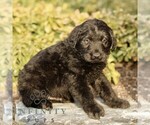 Small #2 Labradoodle