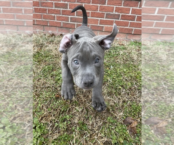Medium Photo #3 American Bully Puppy For Sale in UPPER MARLBORO, MD, USA