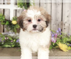 Zuchon Puppy for sale in MOUNT VERNON, OH, USA