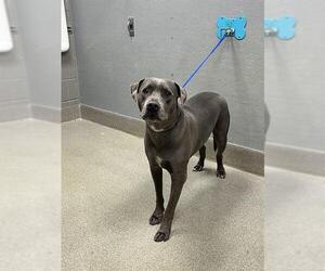 Mutt Dogs for adoption in Las Vegas, NV, USA