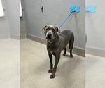 Small Mutt