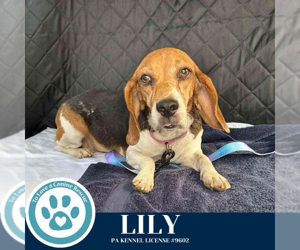 Medium Photo #1 Beagle Puppy For Sale in Kimberton, PA, USA