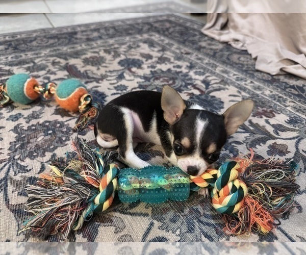 Medium Photo #13 Chihuahua Puppy For Sale in TIJERAS, NM, USA